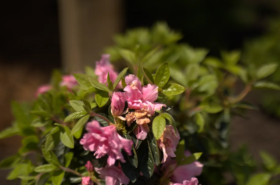 Pink azalea flowers blooming amidst green leaves in sunlight.