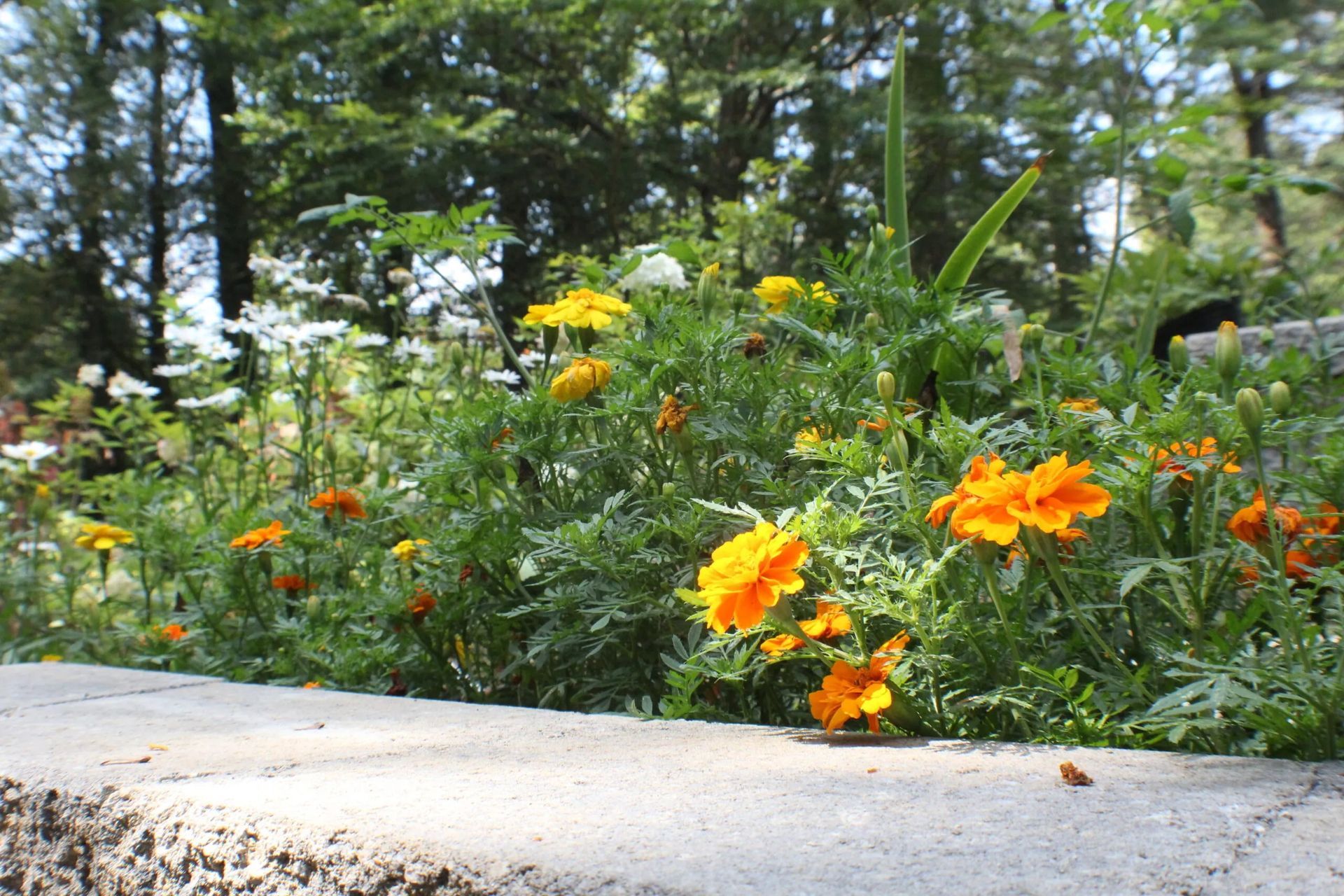 Flowers in shades of yellow and orange bloom in a garden bed with a stone border.