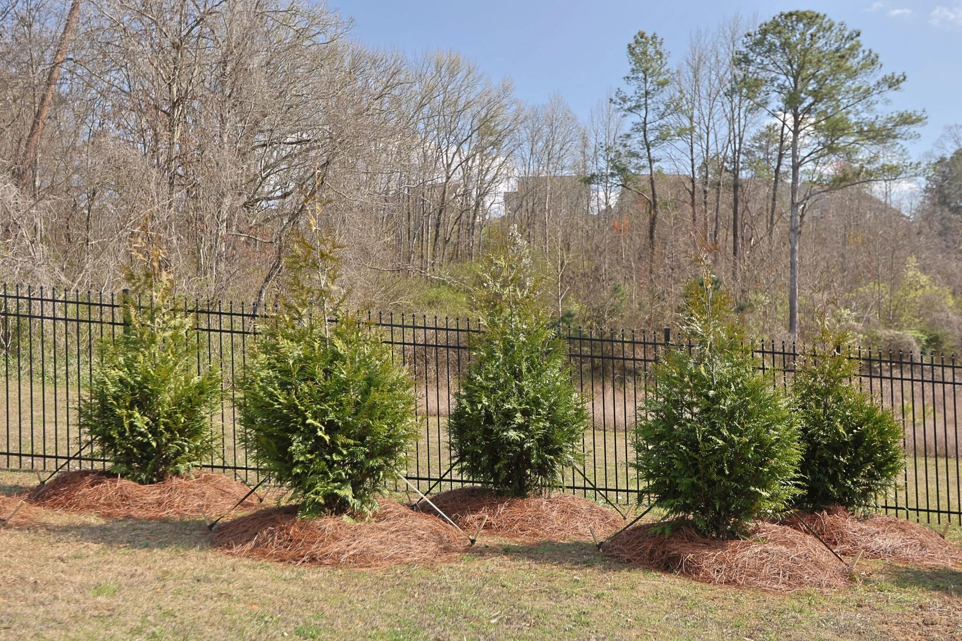 Five green bushes lined along a black fence in a yard, with trees in the background and brown mulch.