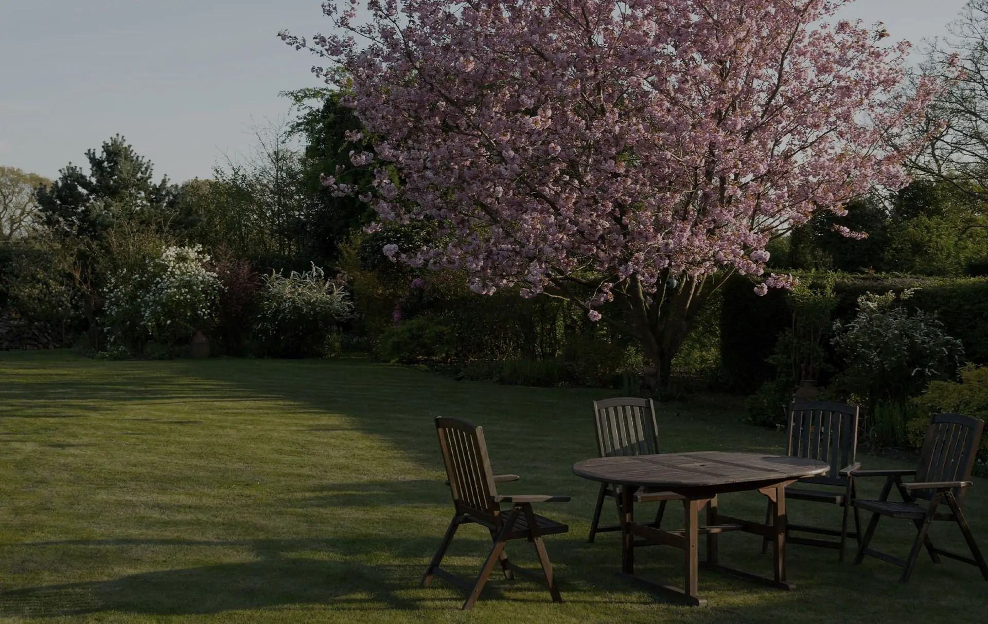 Lawn with a wooden table and chairs, beneath a blooming pink tree, on a sunny day.