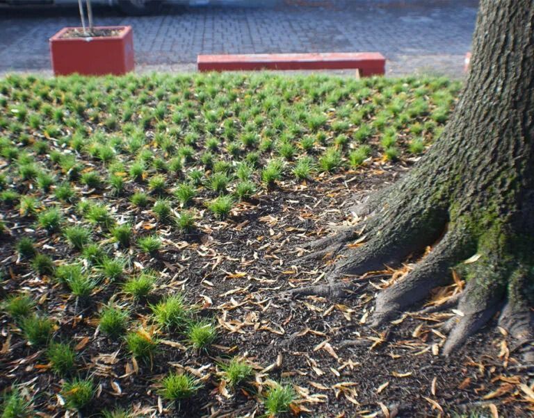 Tree trunk with exposed roots, green ground cover, fallen leaves, and red bench in a paved area.
