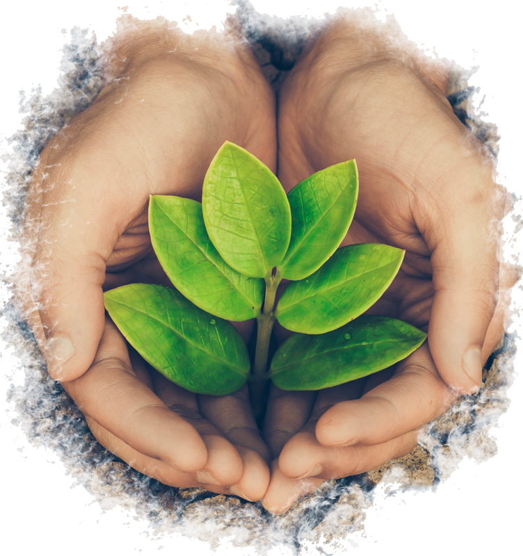 mani che tengono germoglio