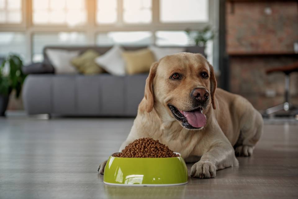Cane con ciotola piena