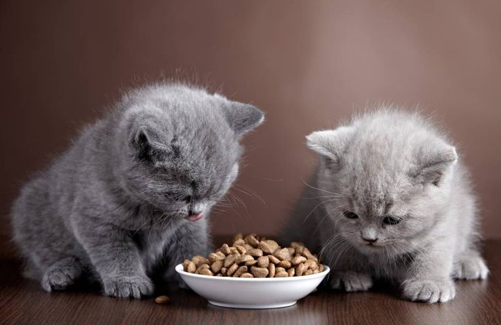 Gattini e cibo per gatti