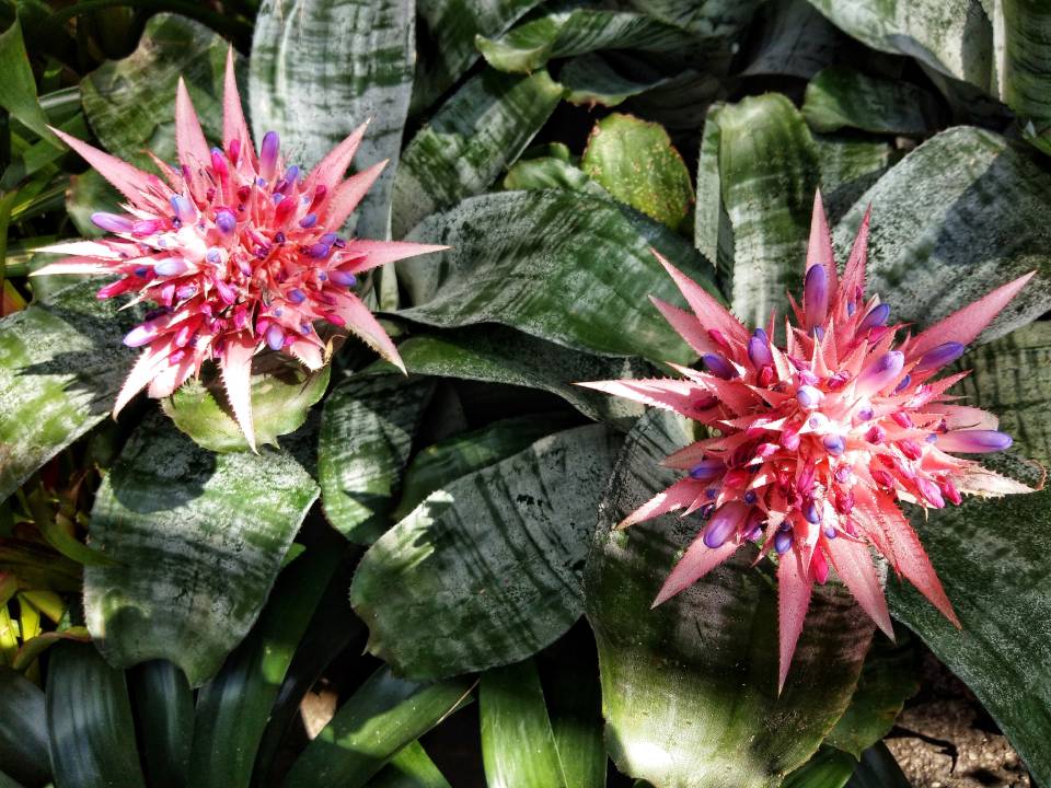 Piante grasse fiorite