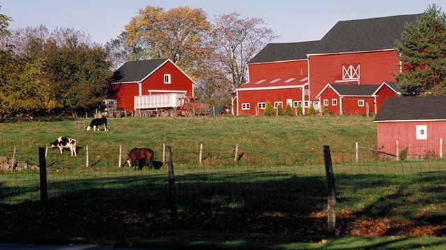 Livestock On Farm — Property Insurance in Greeneville, TN