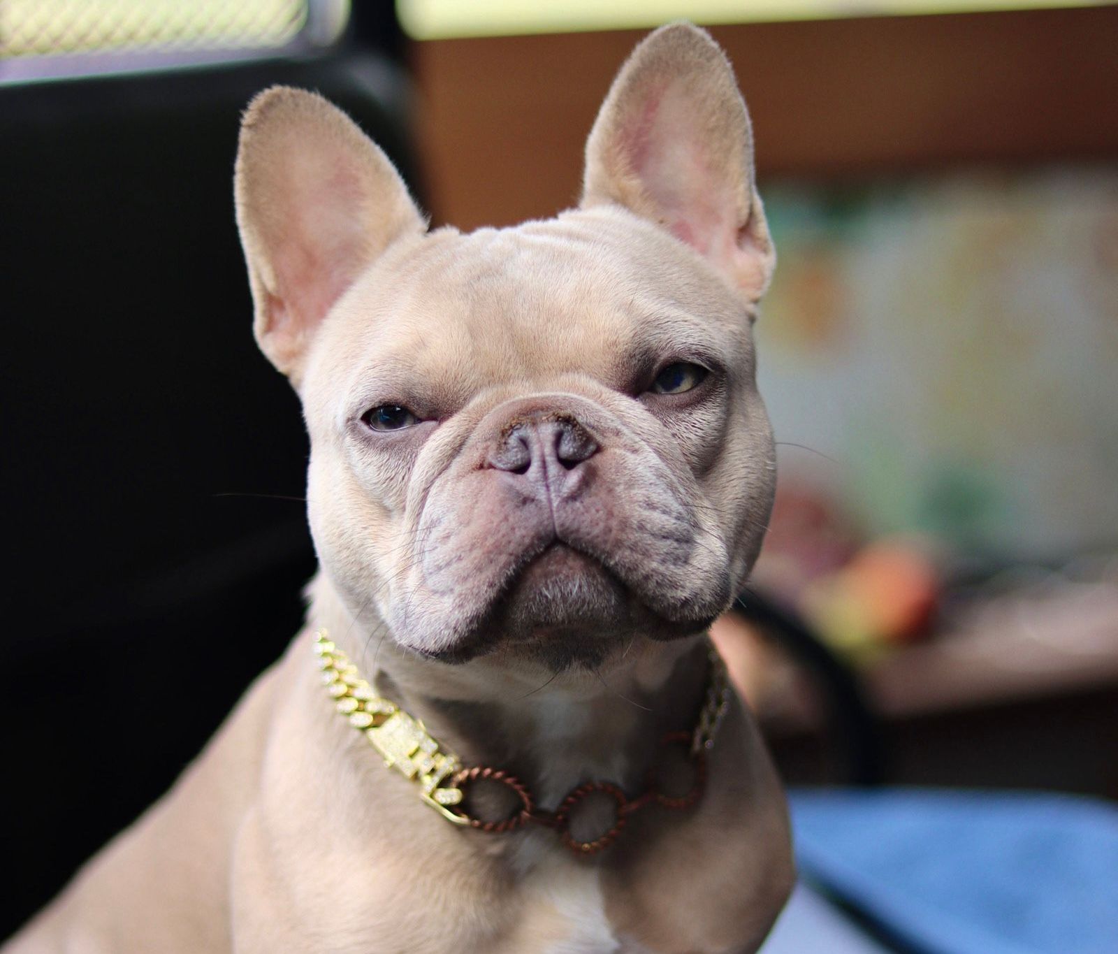 Three people posing for a picture with a donkey
