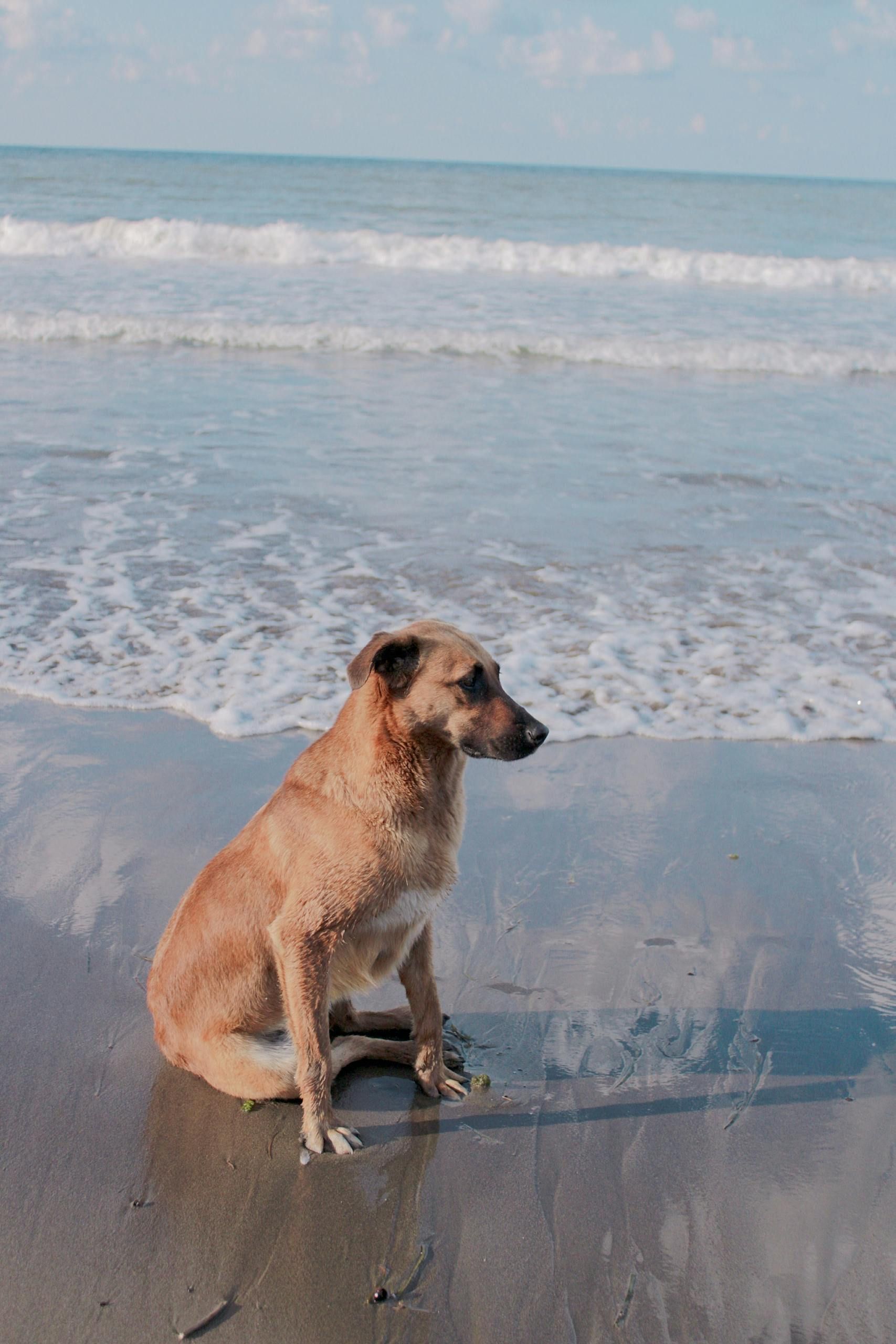 A dog is sitting on the beach looking at the ocean.