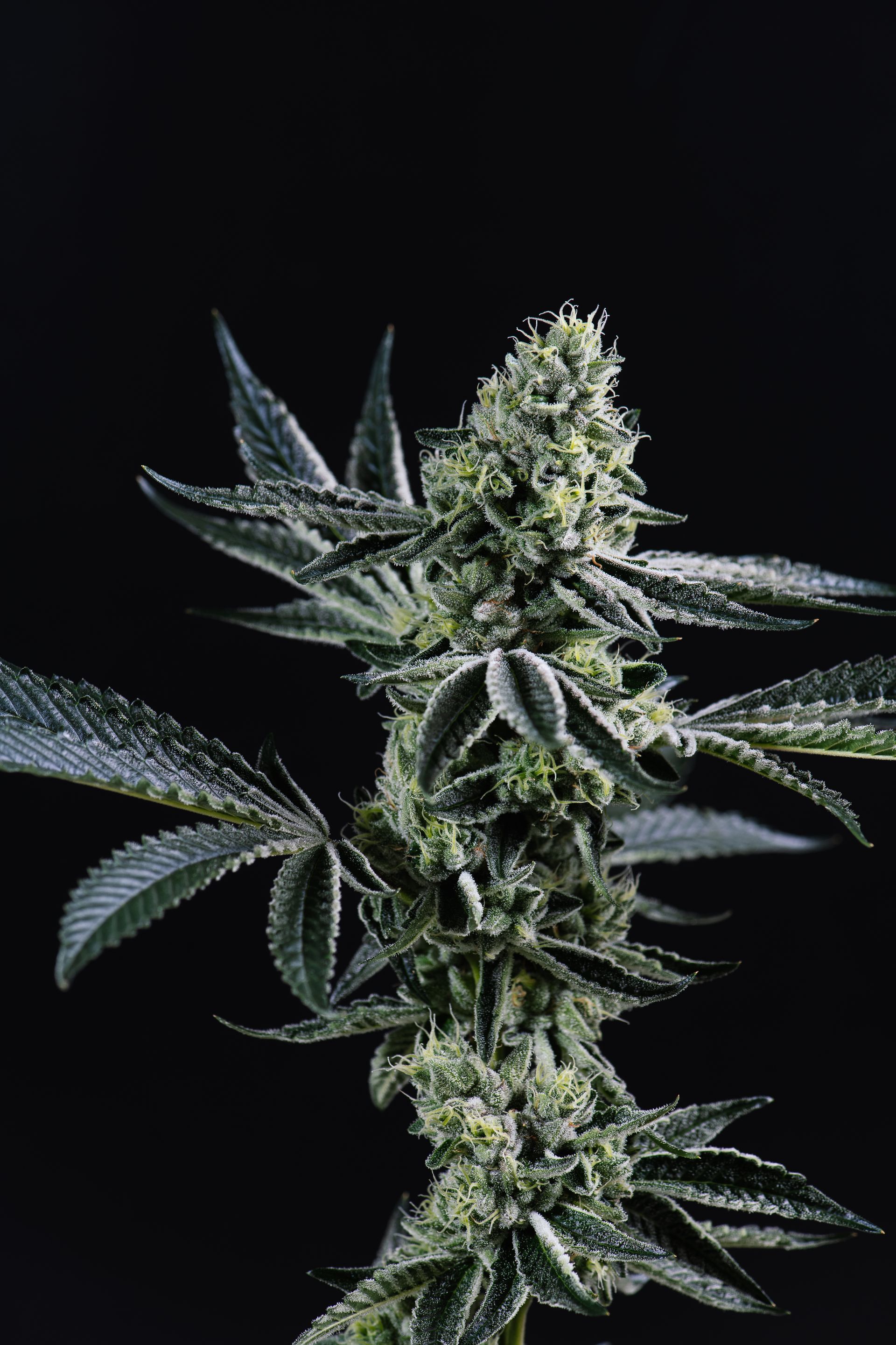 Glamour shot of Cookies and Cream cannabis flower on black background