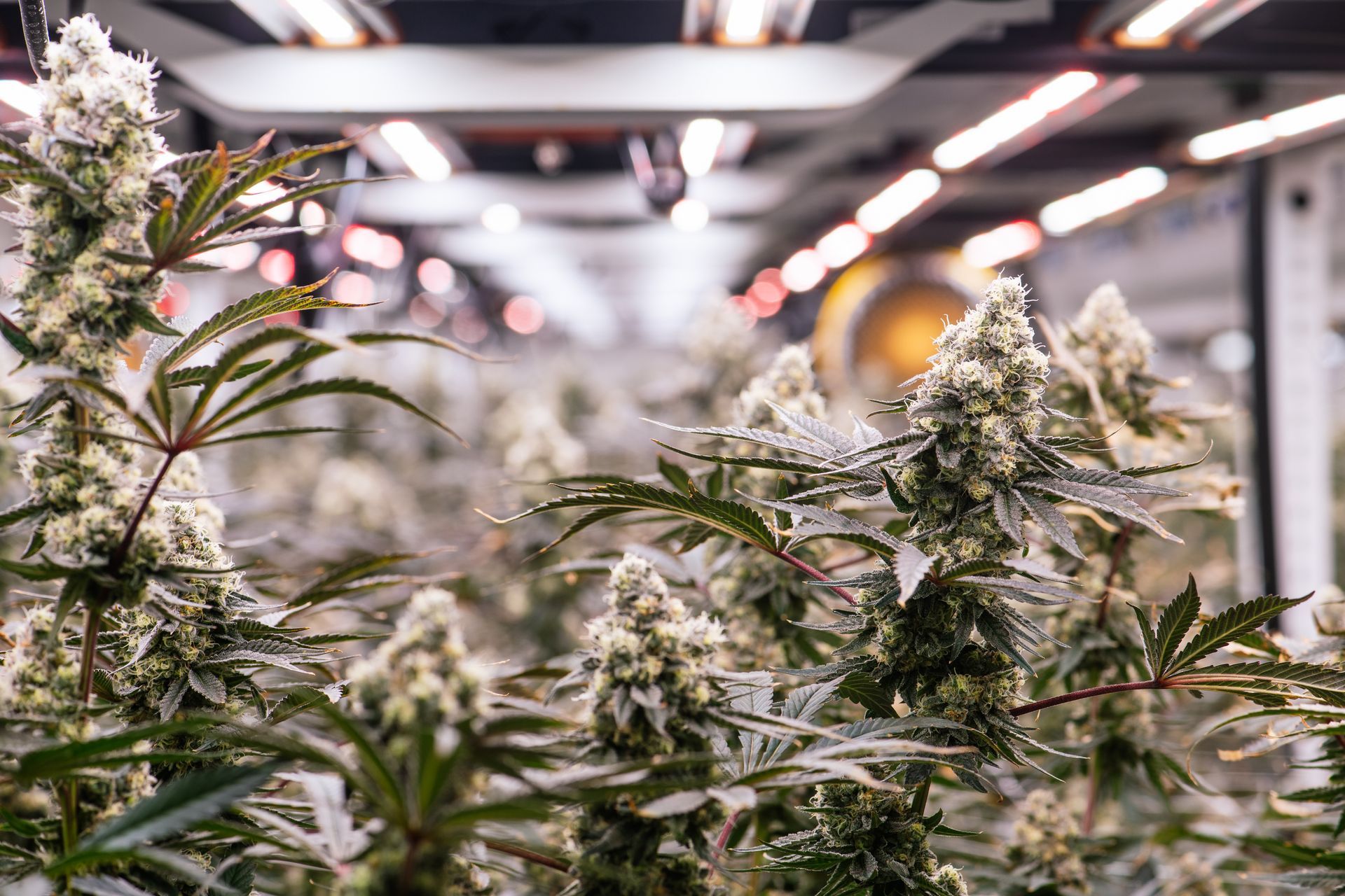 Cannabis flower plants under grow lights