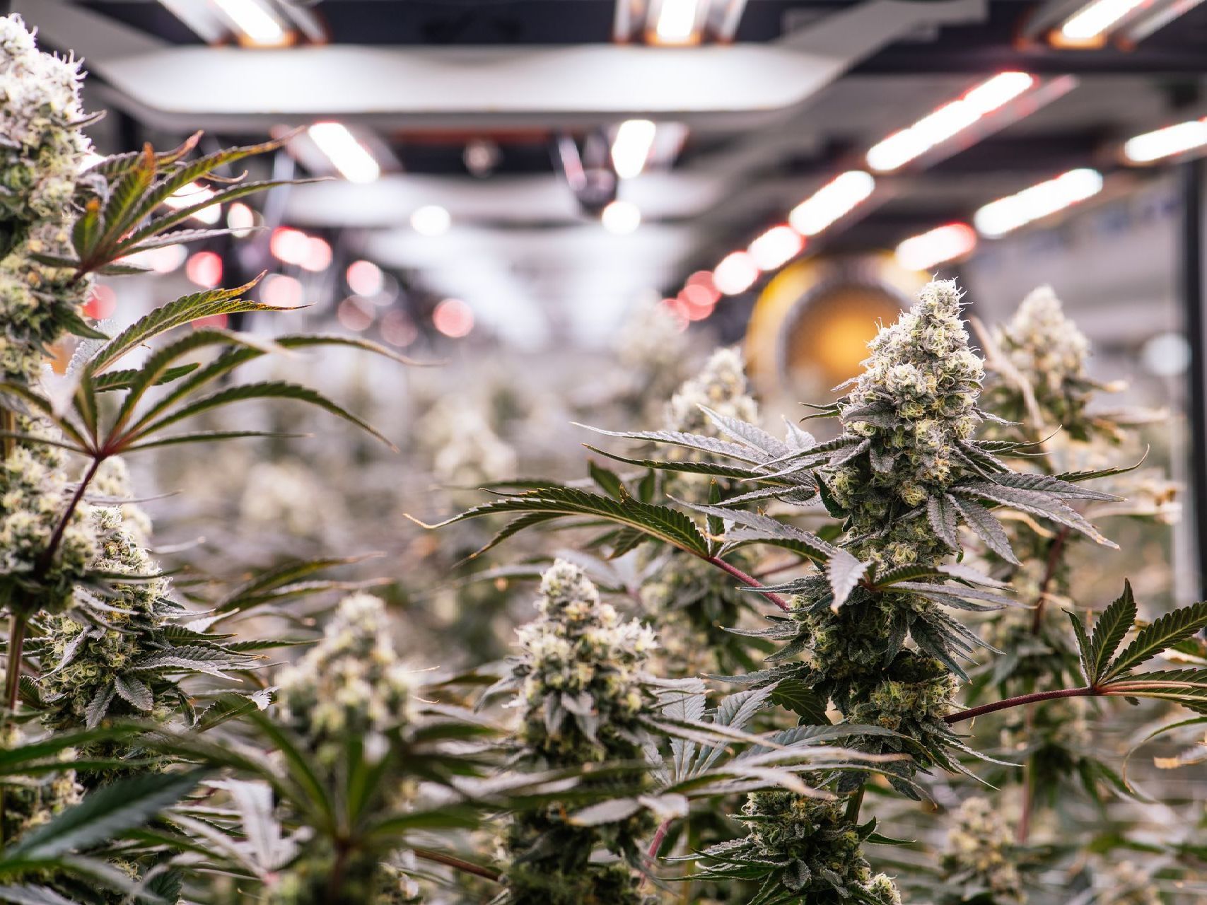 Cannabis flower in a grow room