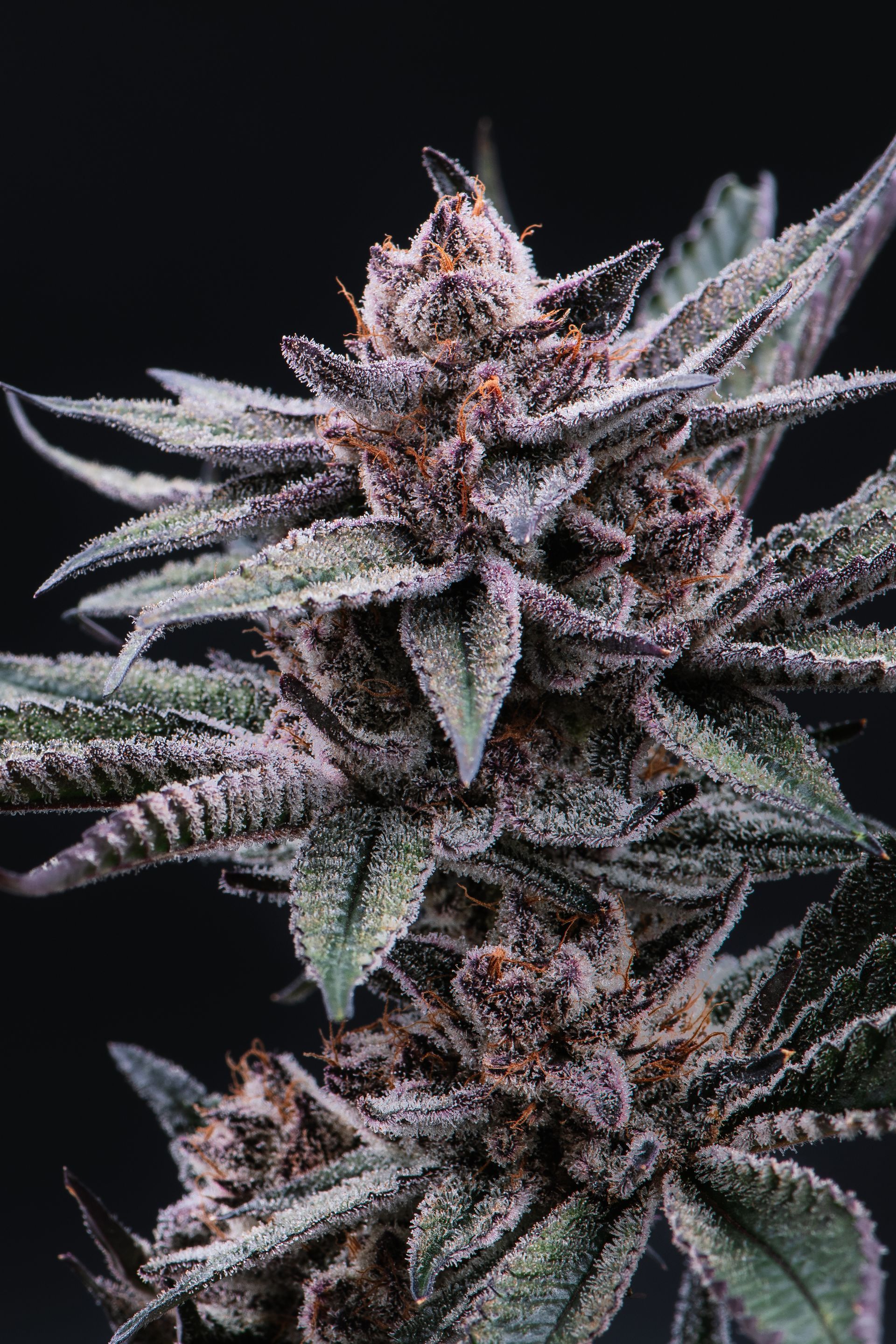 Glamour shot of purple and green Grape MTN cannabis flower on black background