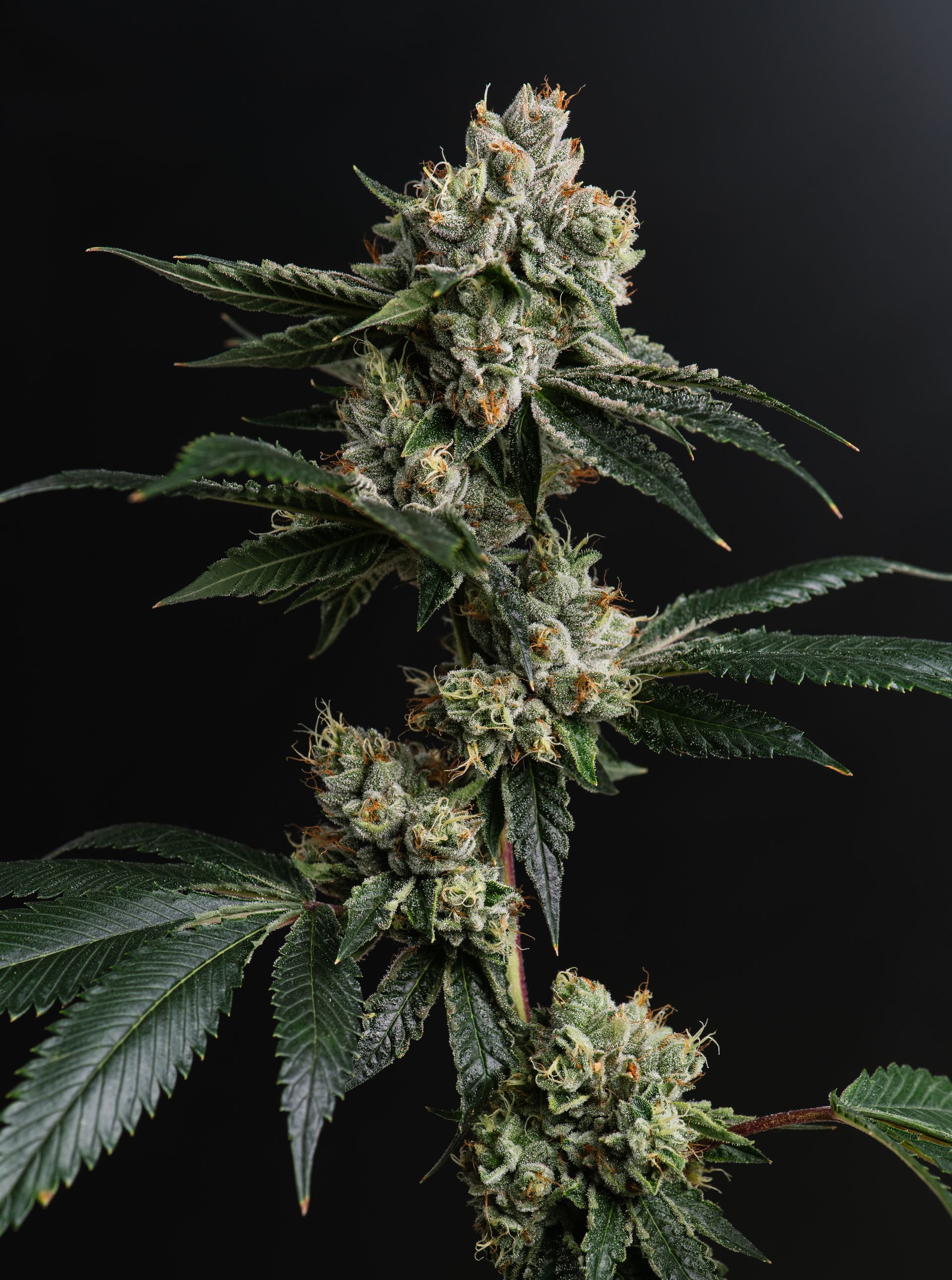 Glamour shot of Legend OG live cannabis on black background