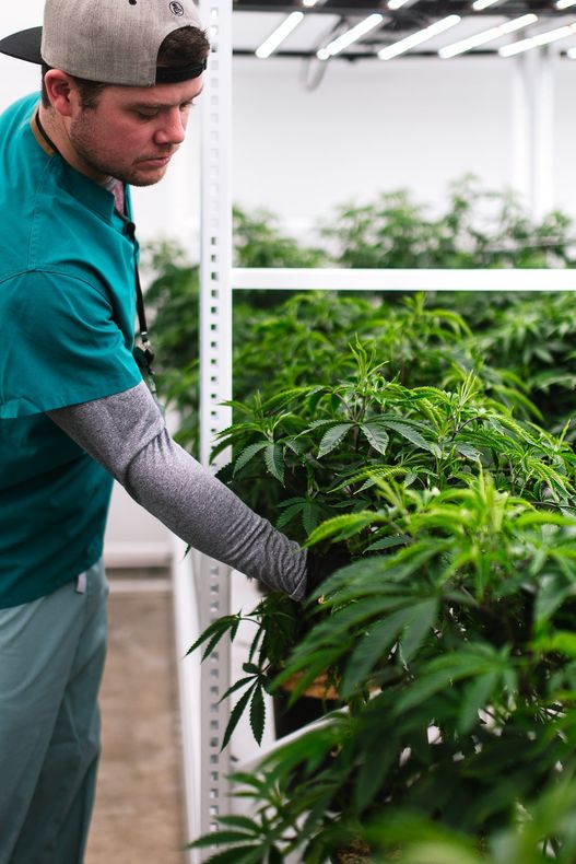 a person wearing black gloves is working on pre-rolls.