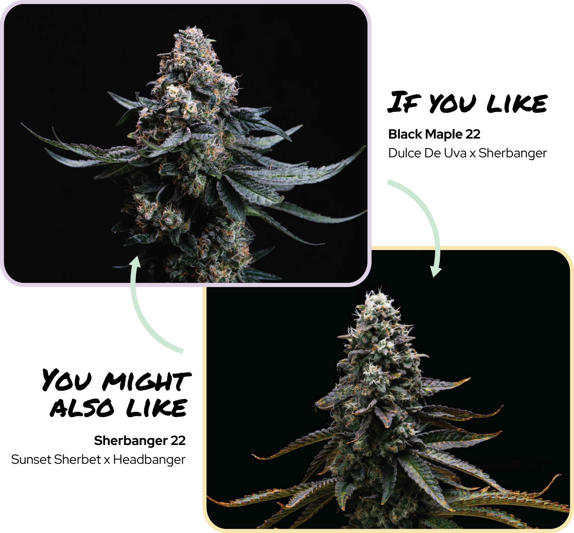 If you like Black Maple 22 cannabis flower, you might also like Sherbanger 22