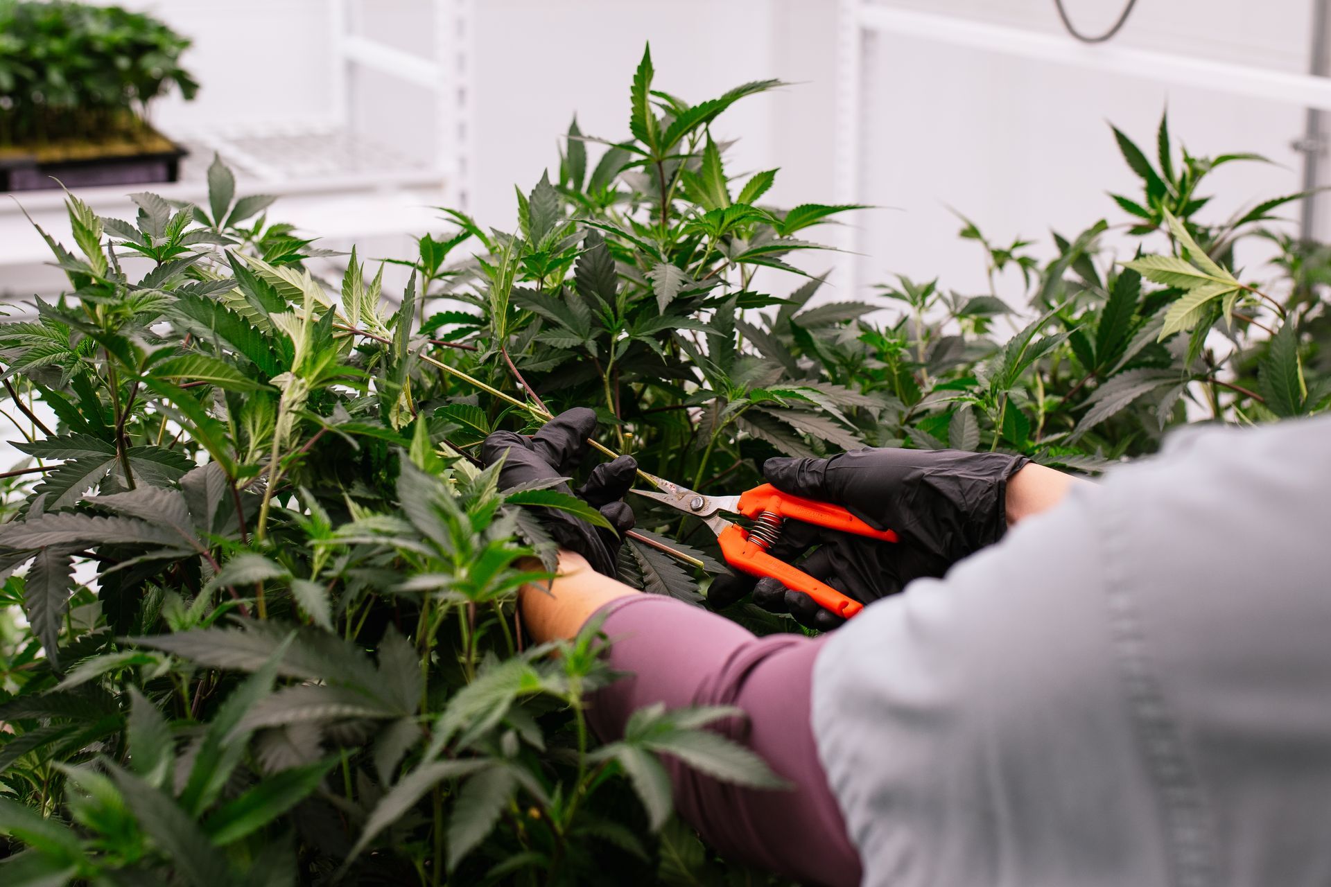 Cannabis flower in the vegetative stage