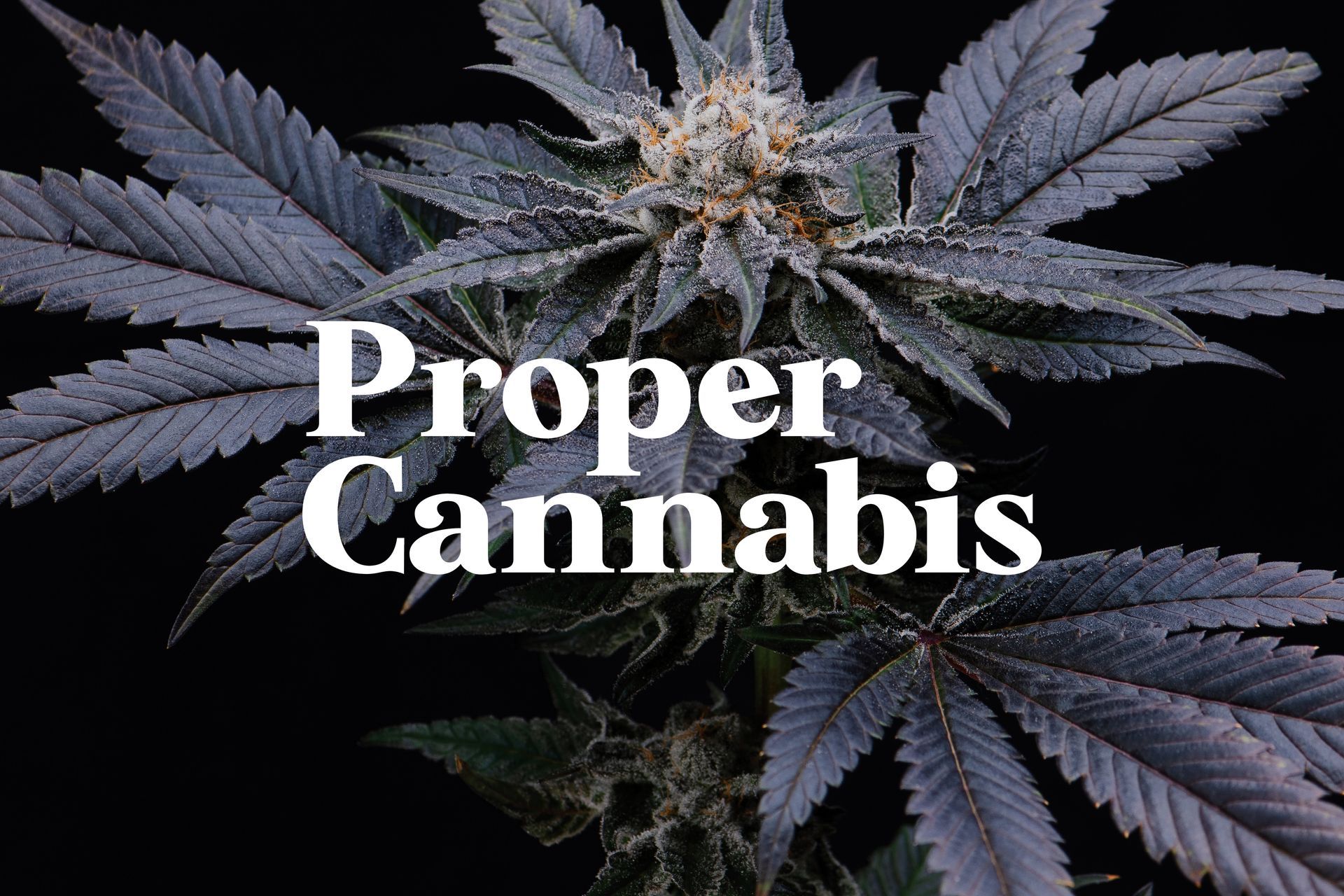 Proper Cannabis logo on flower photo
