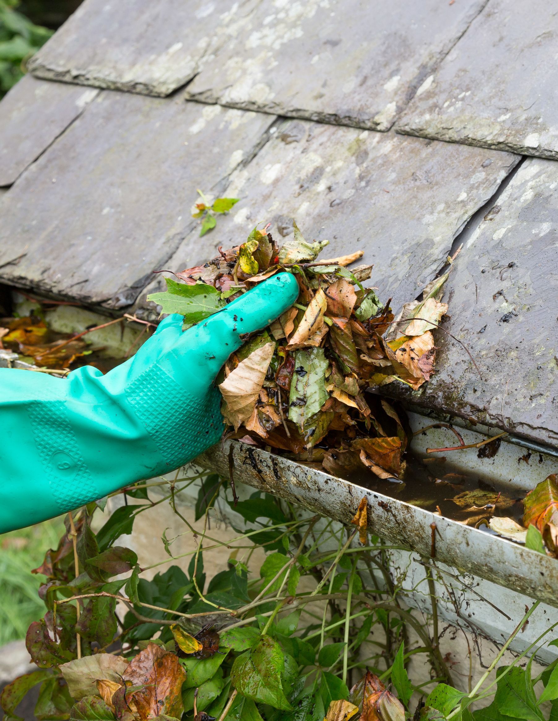 A person wearing a green glove is cleaning a gutter with leaves.