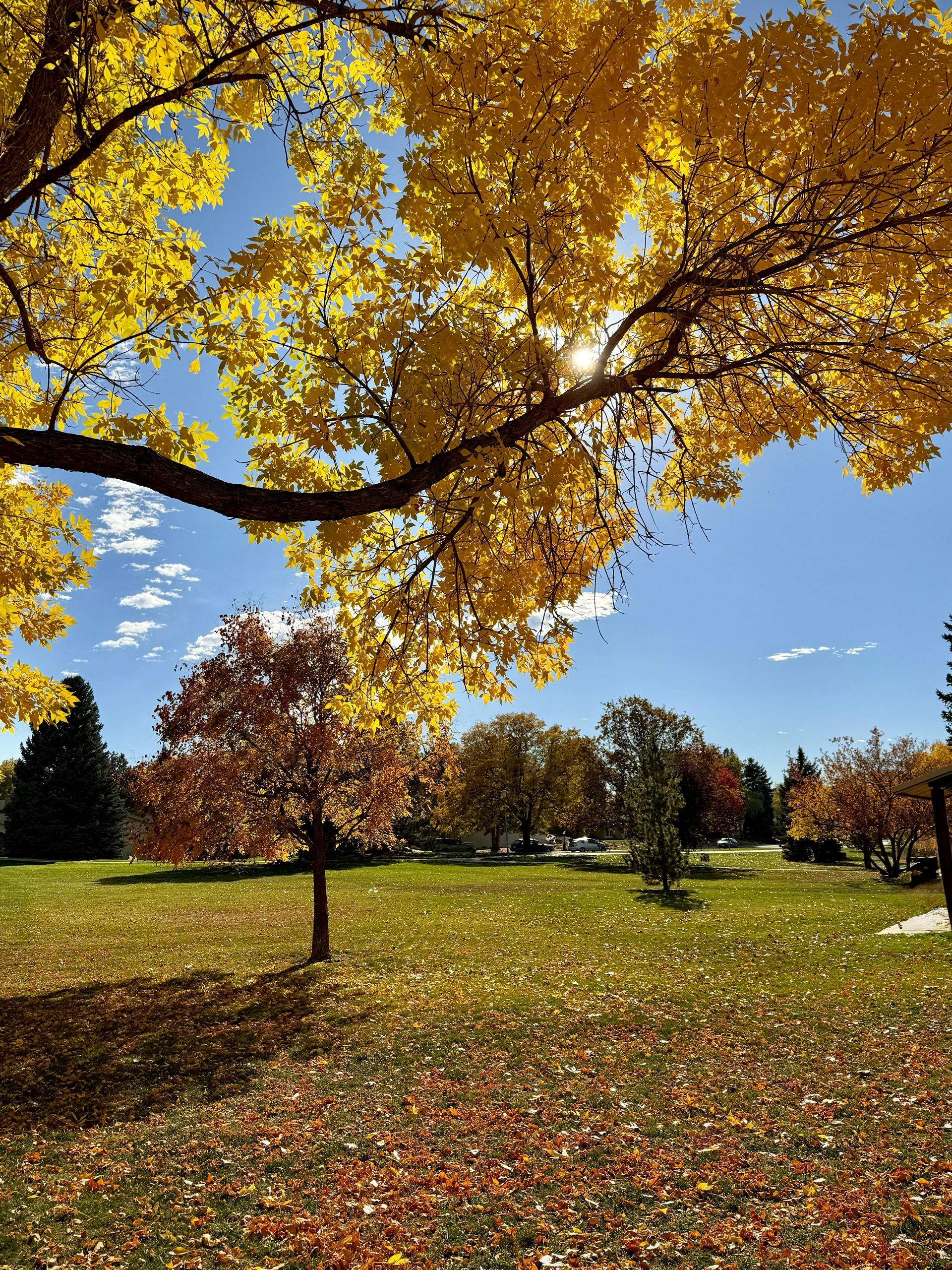 Vibrant yellow autumn leaves frame a sunny, blue sky over a park with colorful trees and fallen leaves on the grass.