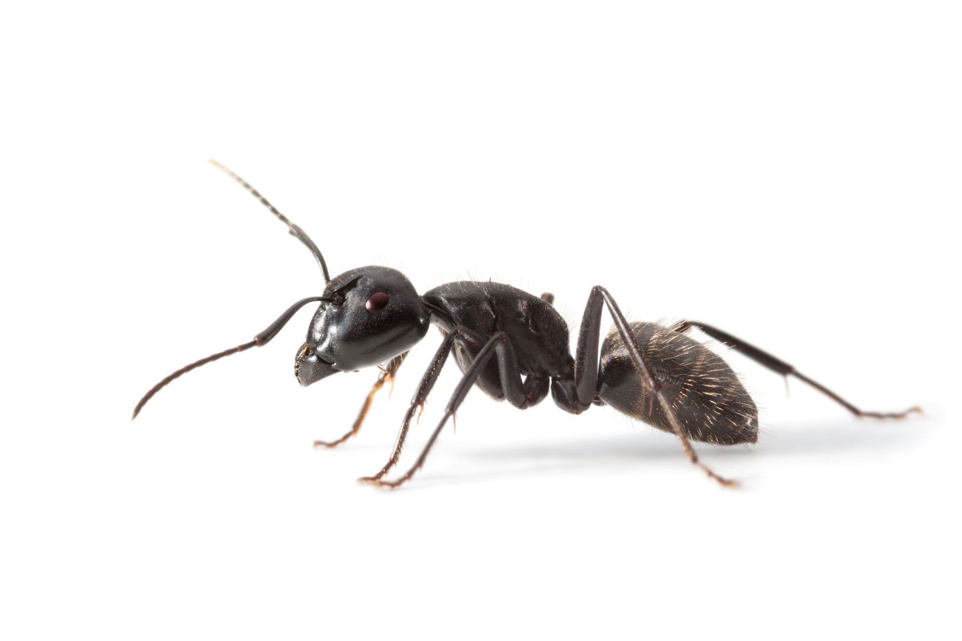 Ant — Wilmington, NC — Canady & Son Exterminating Inc