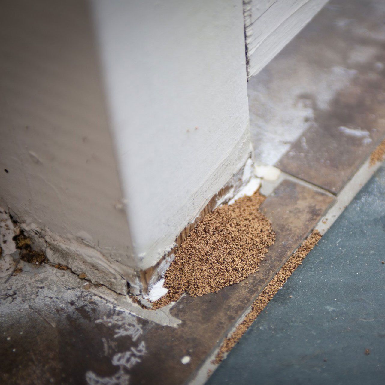 Termite Sawdust — Wilmington, NC — Canady & Son Exterminating Inc