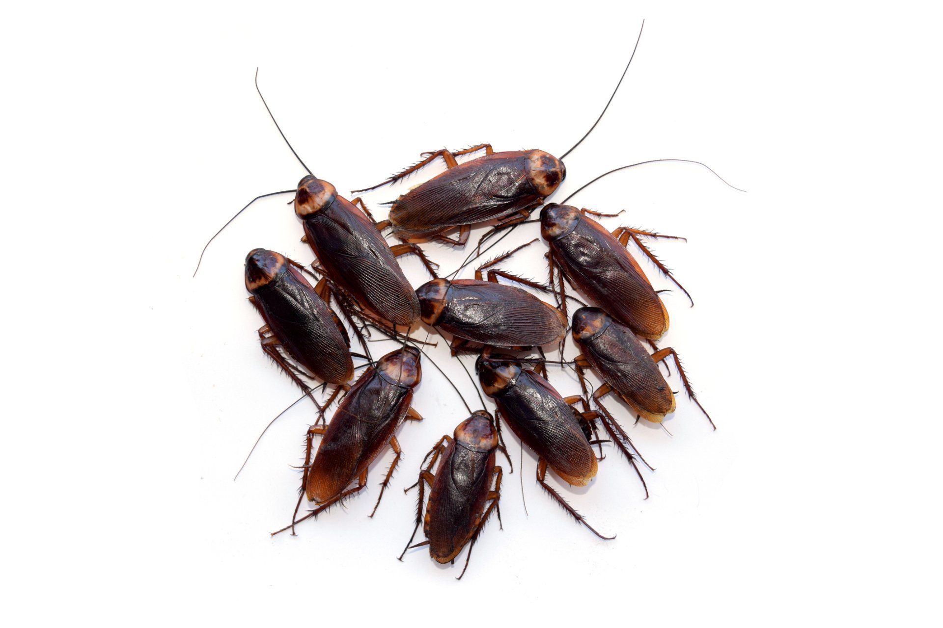 Cockroaches — Wilmington, NC — Canady & Son Exterminating Inc