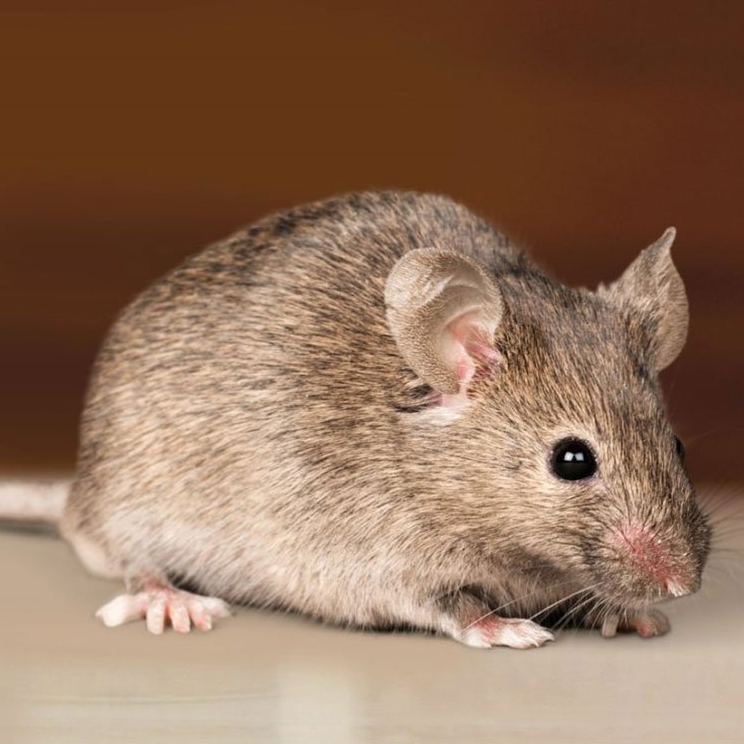 Mouse — Wilmington, NC — Canady & Son Exterminating Inc