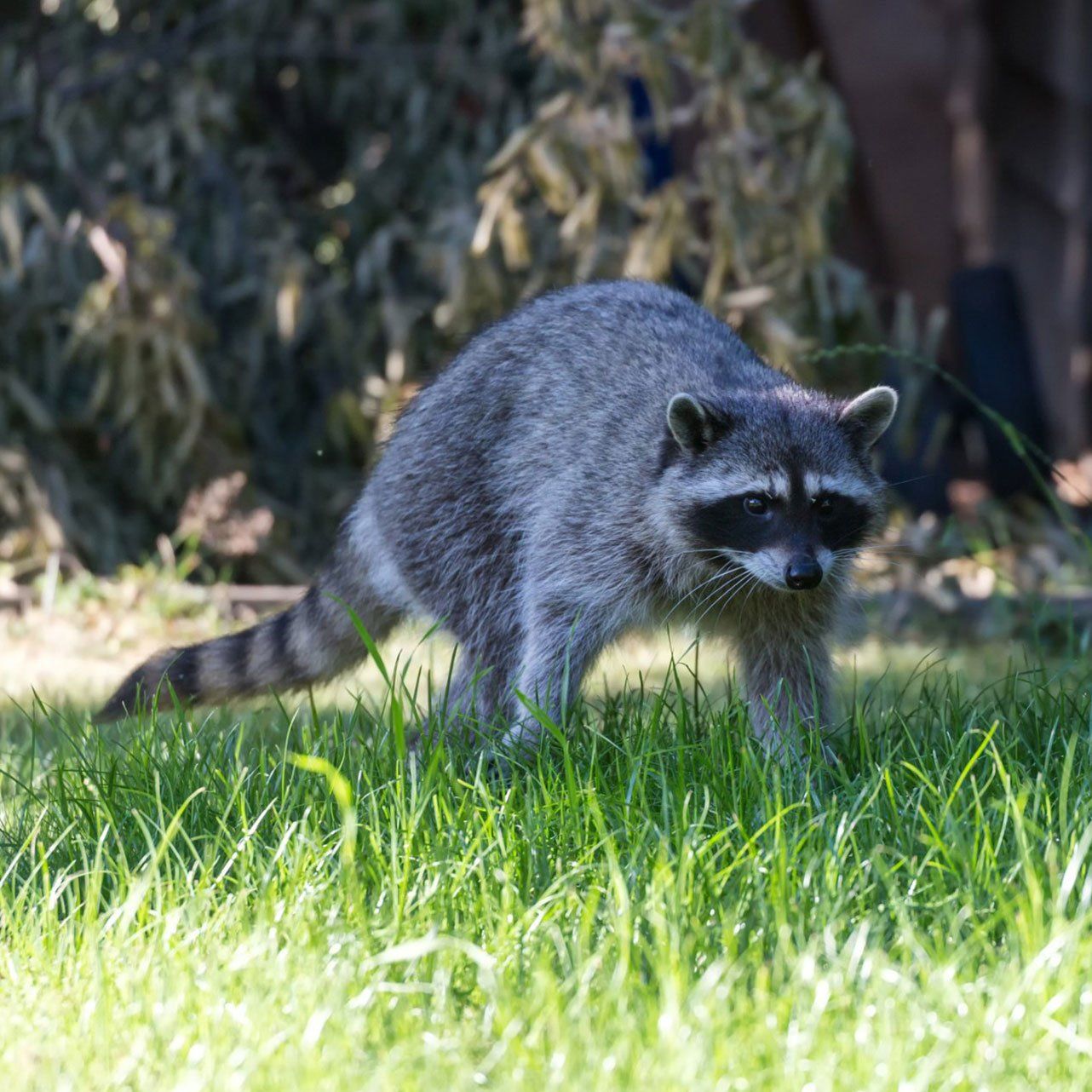 Raccoon in Backyard — Wilmington, NC — Canady & Son Exterminating Inc