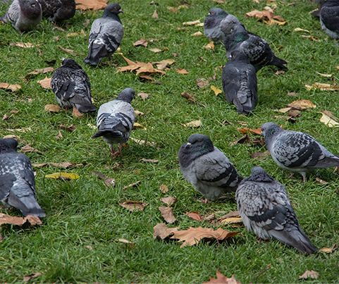 Pigeons — Wilmington, NC — Canady & Son Exterminating Inc