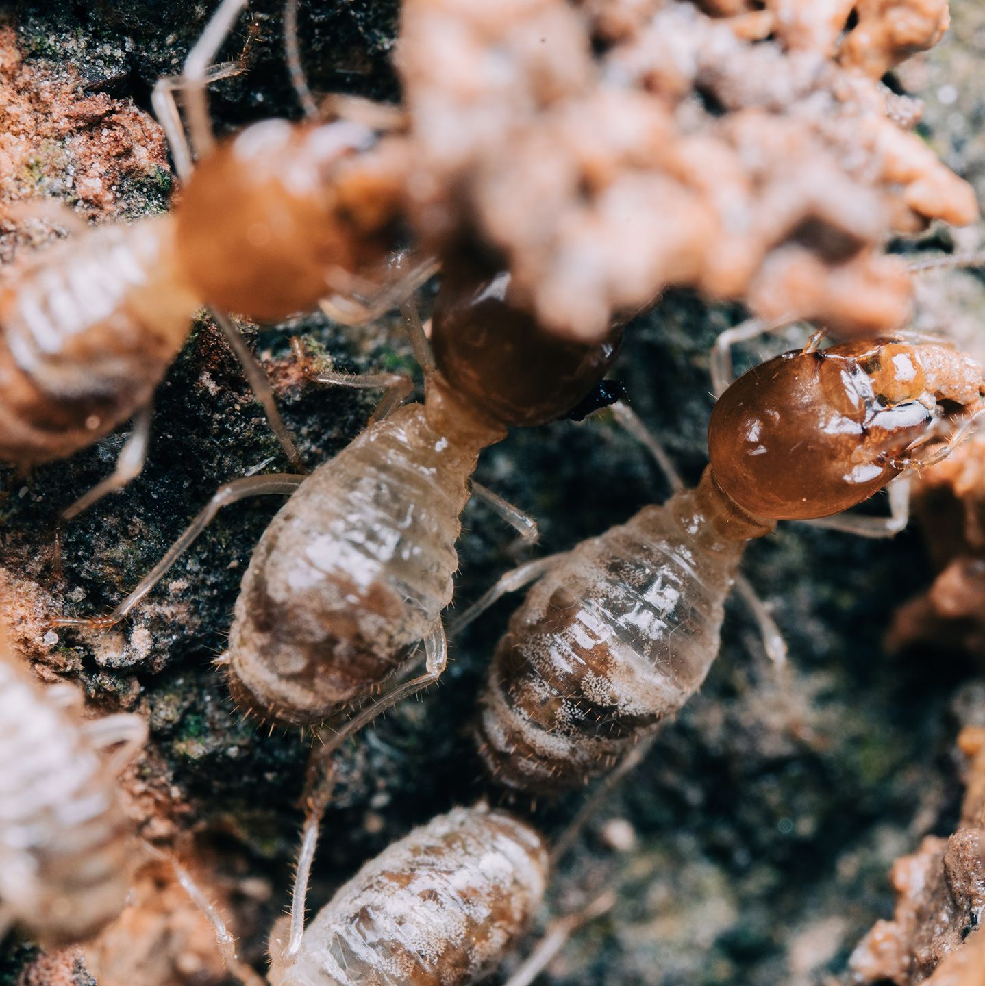 Group of Termites — Wilmington, NC — Canady & Son Exterminating Inc