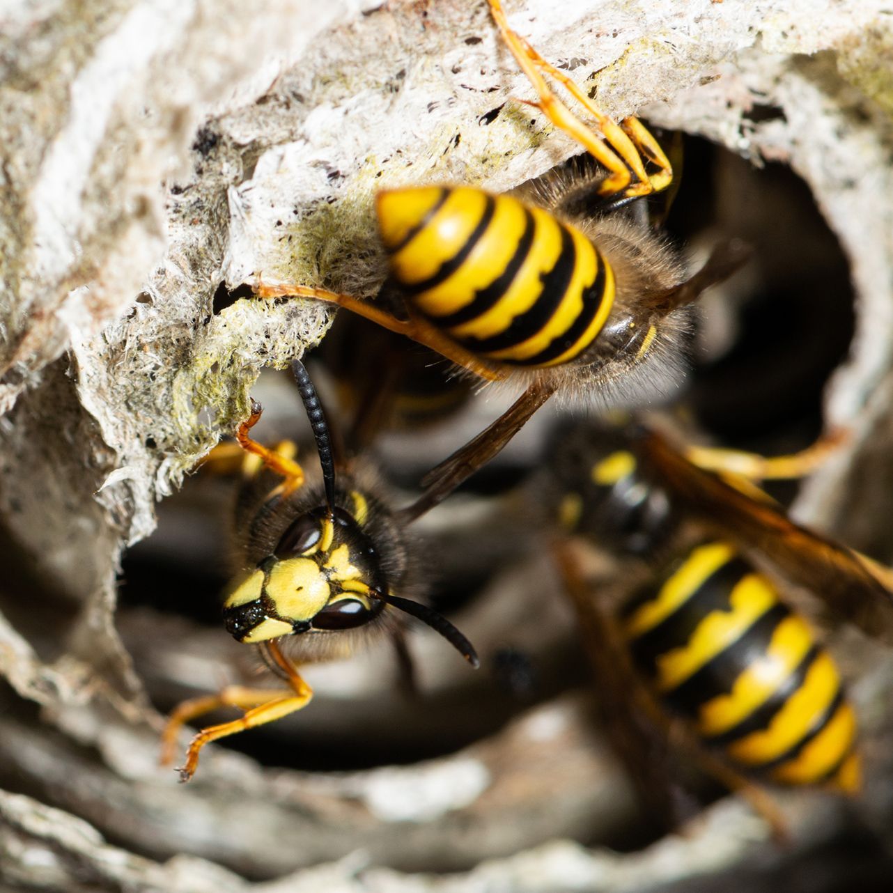 Wasps — Wilmington, NC — Canady & Son Exterminating Inc