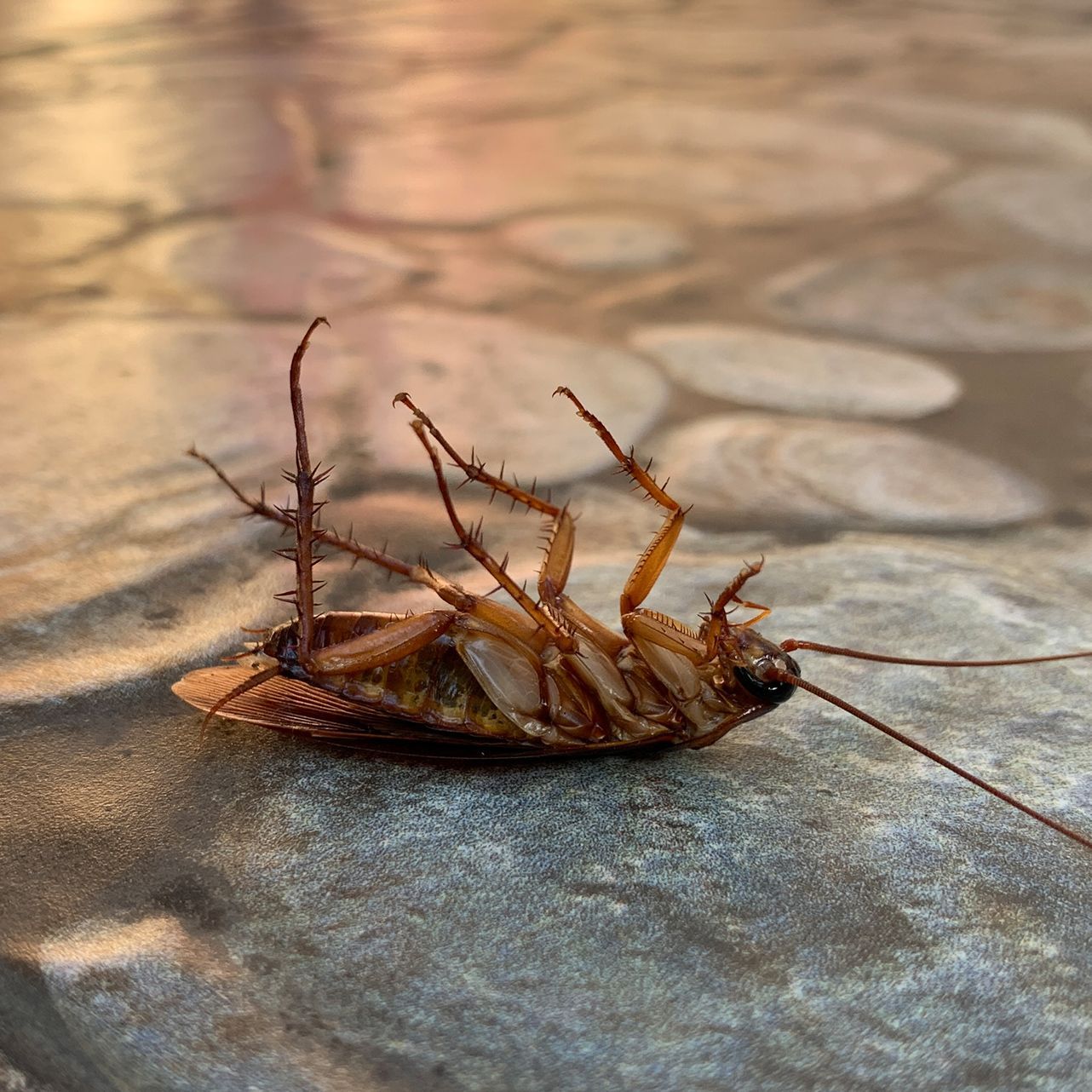 Cockroach Upside Down on the Floor — Wilmington, NC — Canady & Son Exterminating Inc
