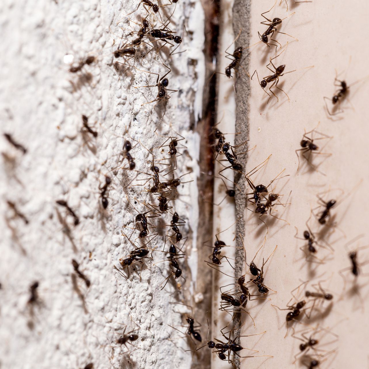 Bugs on the Wall — Wilmington, NC — Canady & Son Exterminating Inc