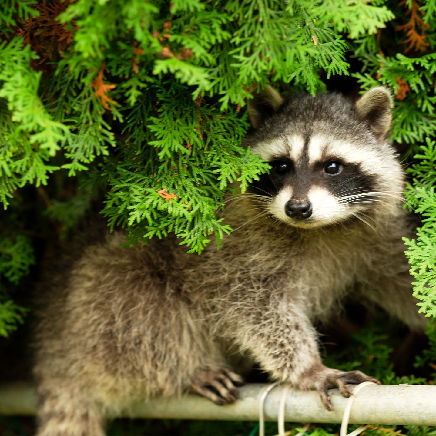 Young Raccoon — Wilmington, NC — Canady & Son Exterminating Inc