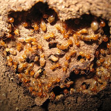 Subterranean Termites — Wilmington, NC — Canady & Son Exterminating Inc