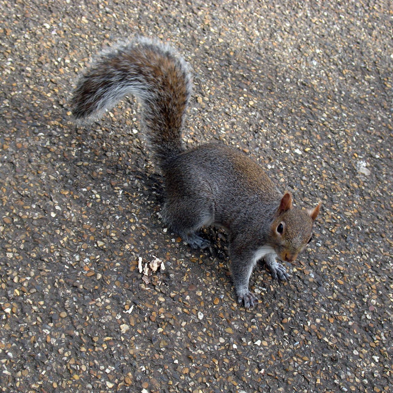 Eastern Grey Squirrel — Wilmington, NC — Canady & Son Exterminating Inc
