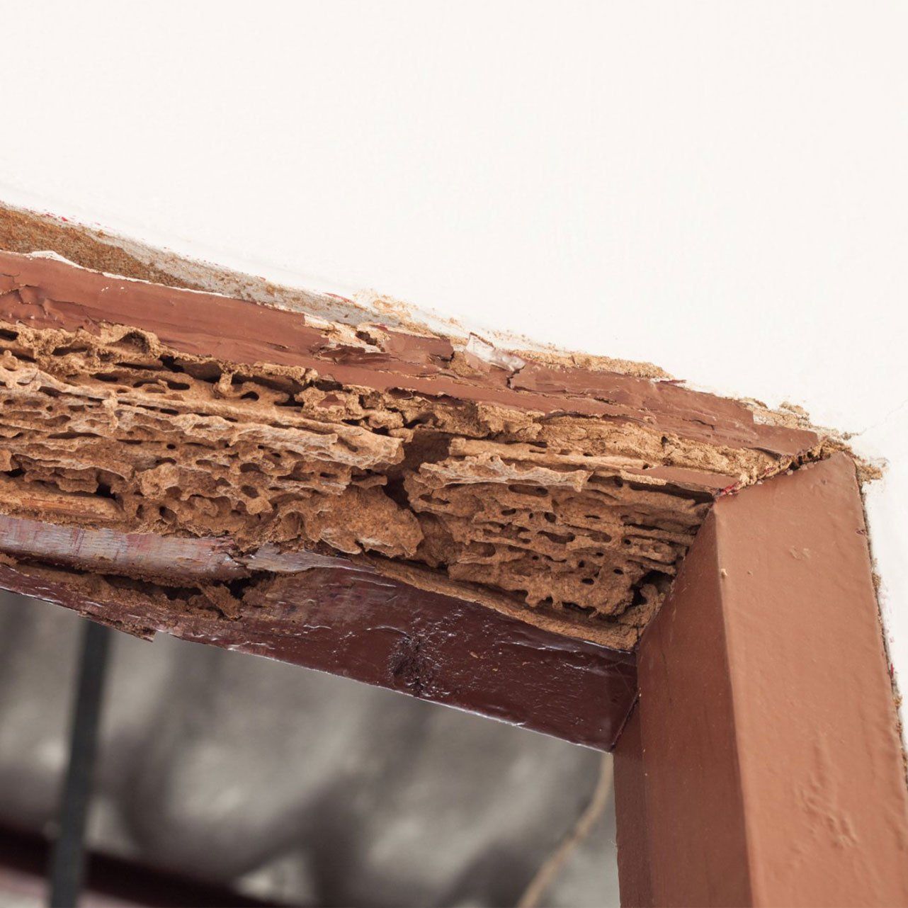 Termite Damage on Door Frame — Wilmington, NC — Canady & Son Exterminating Inc