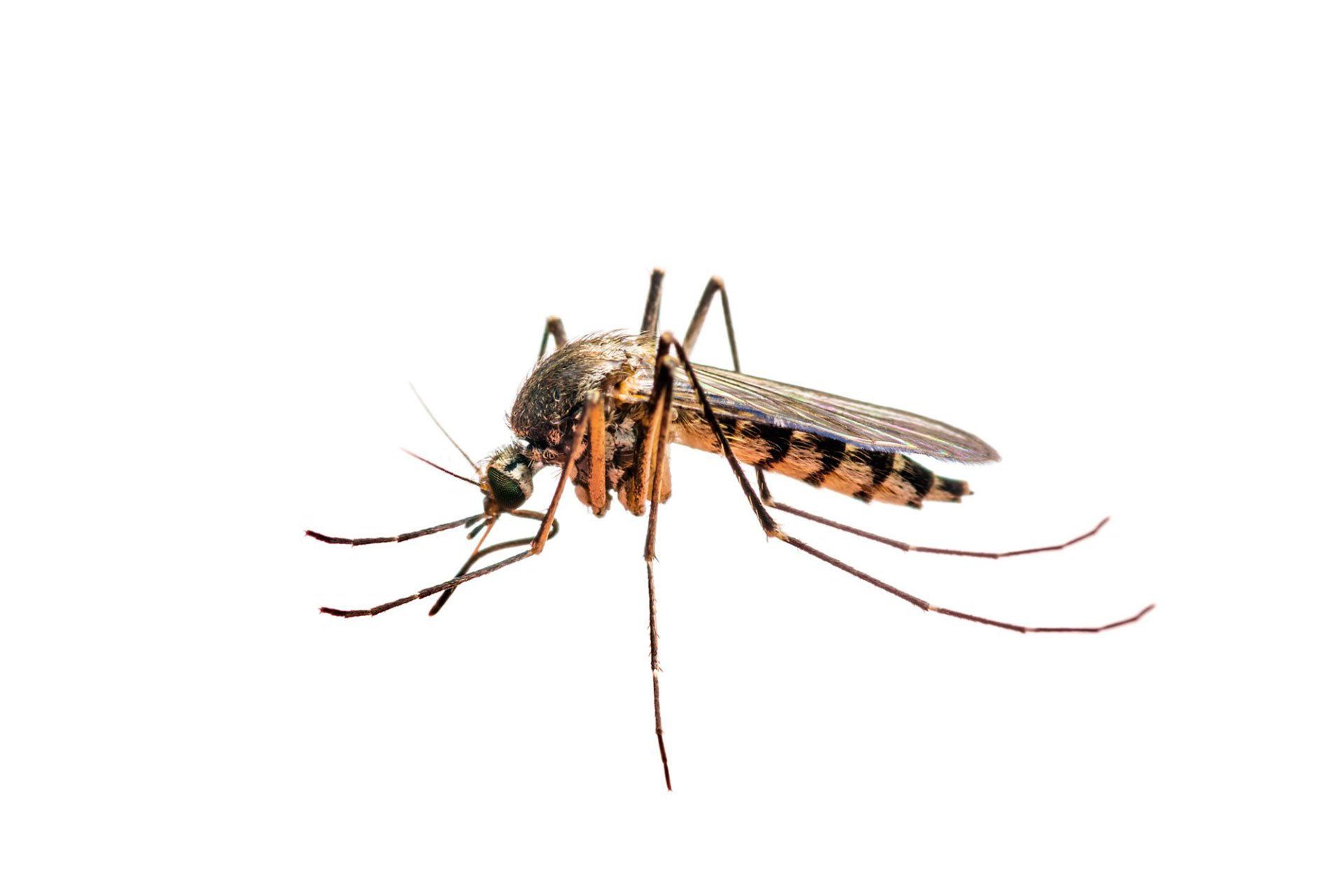 Mosquito — Wilmington, NC — Canady & Son Exterminating Inc