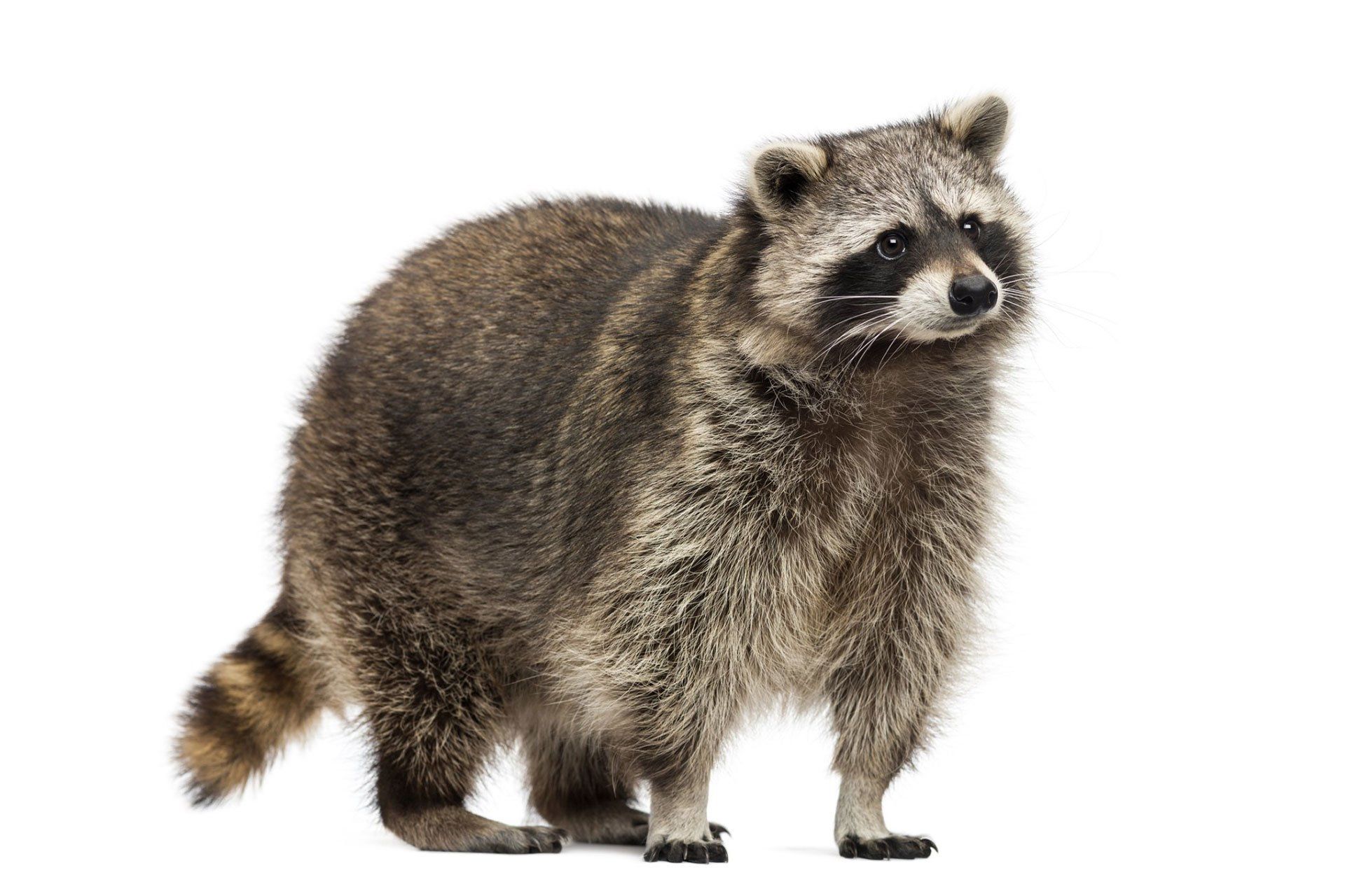 Raccoon — Wilmington, NC — Canady & Son Exterminating Inc