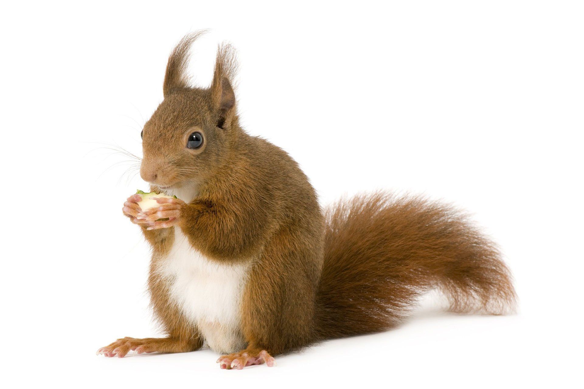 Squirrel — Wilmington, NC — Canady & Son Exterminating Inc