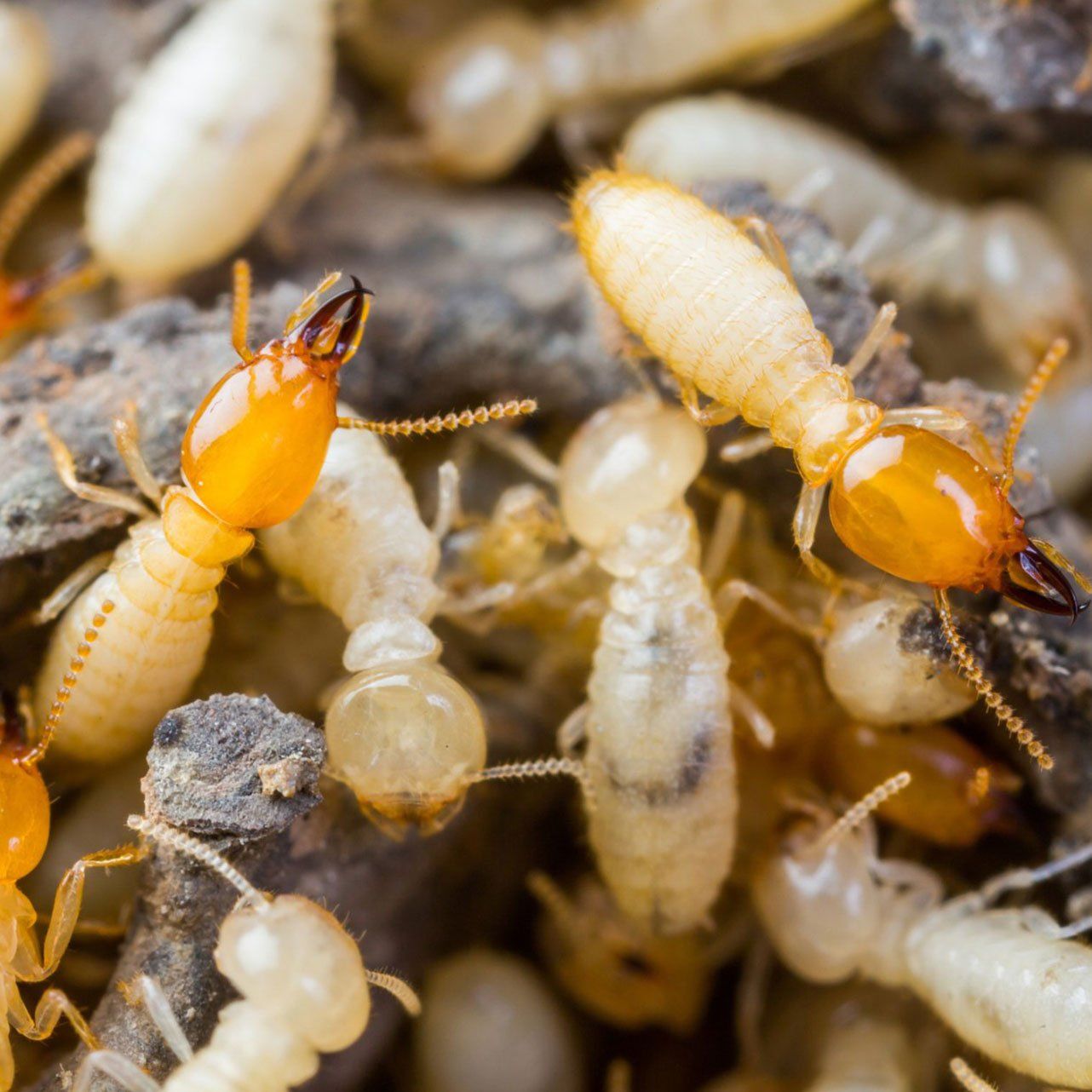 Termites or White Ants Crawling on Wood — Wilmington, NC — Canady & Son Exterminating Inc