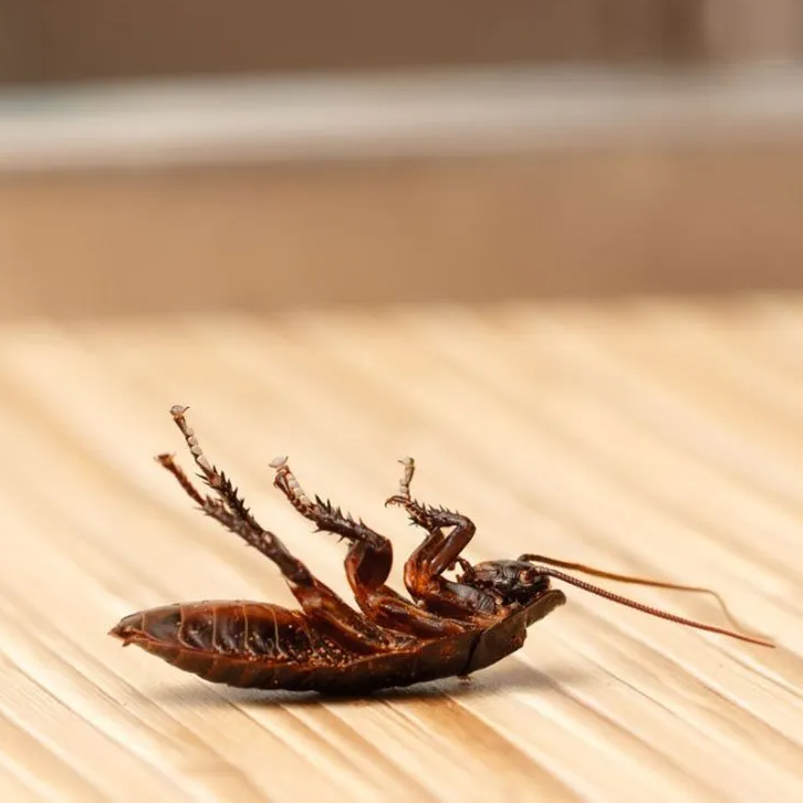 Dead Cockroach — Wilmington, NC — Canady & Son Exterminating Inc