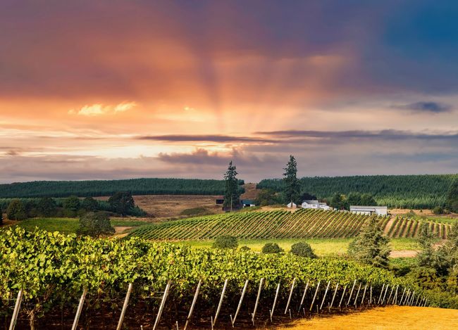 The sun is shining through the clouds over a vineyard at sunset.