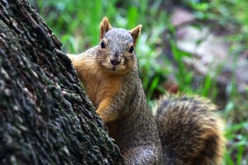 A squirrel is sitting on the side of a tree looking at the camera.