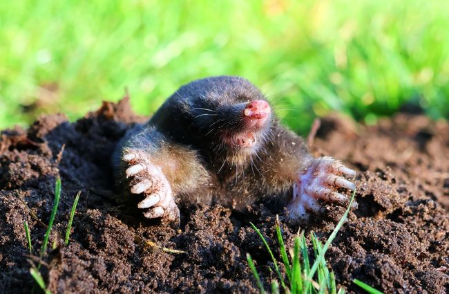 A mole is crawling out of a hole in the ground