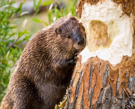 A close up of a beaver chewing on a tree stump