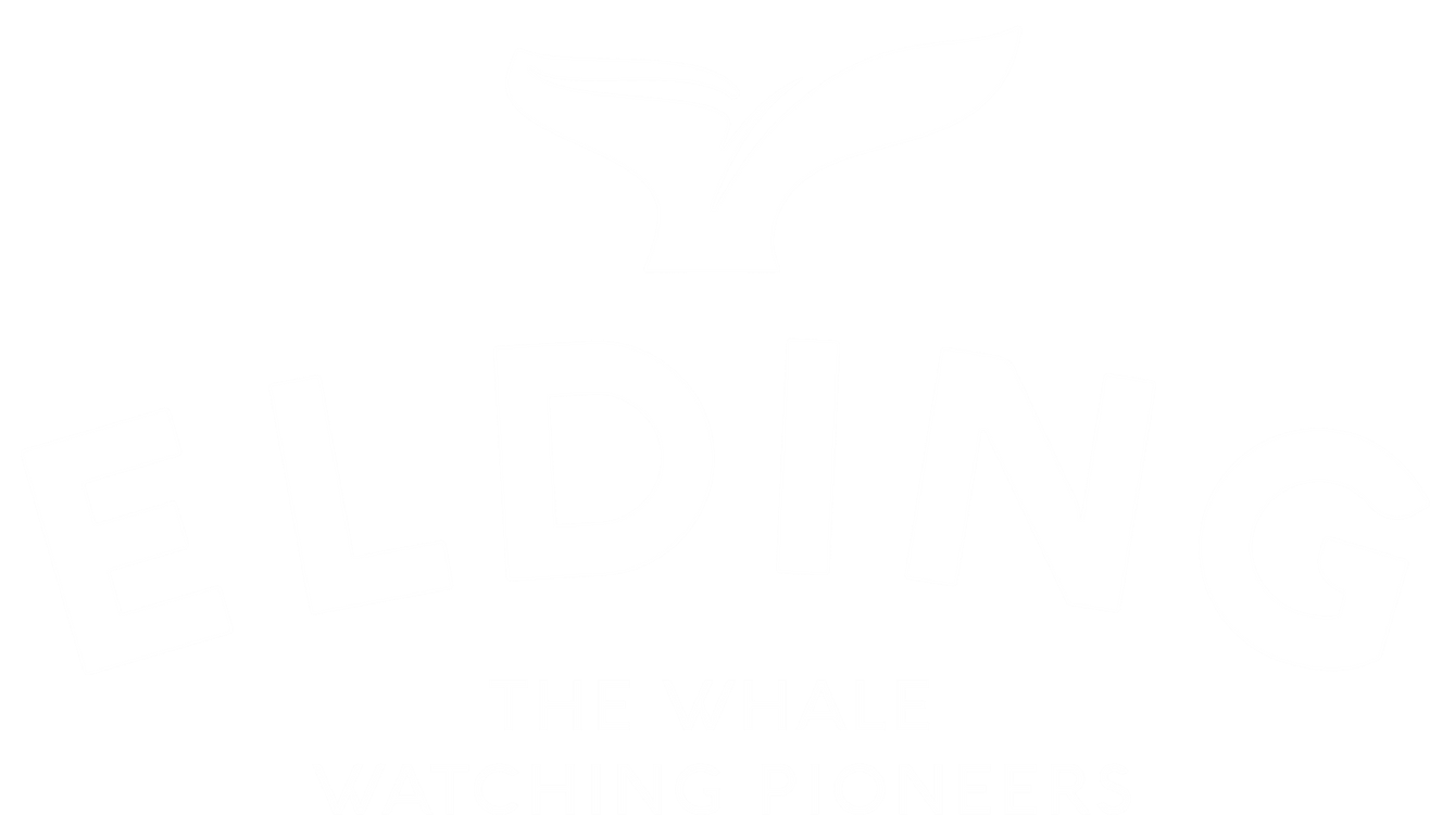 Elding Whale Watching