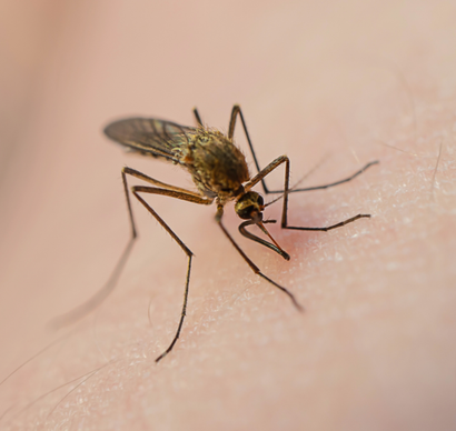 mosquito control services in Sammamish WA