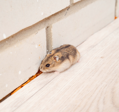 rodent control services in Sammamish WA