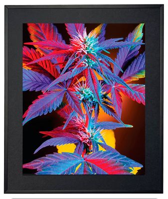 Indica Wall Art